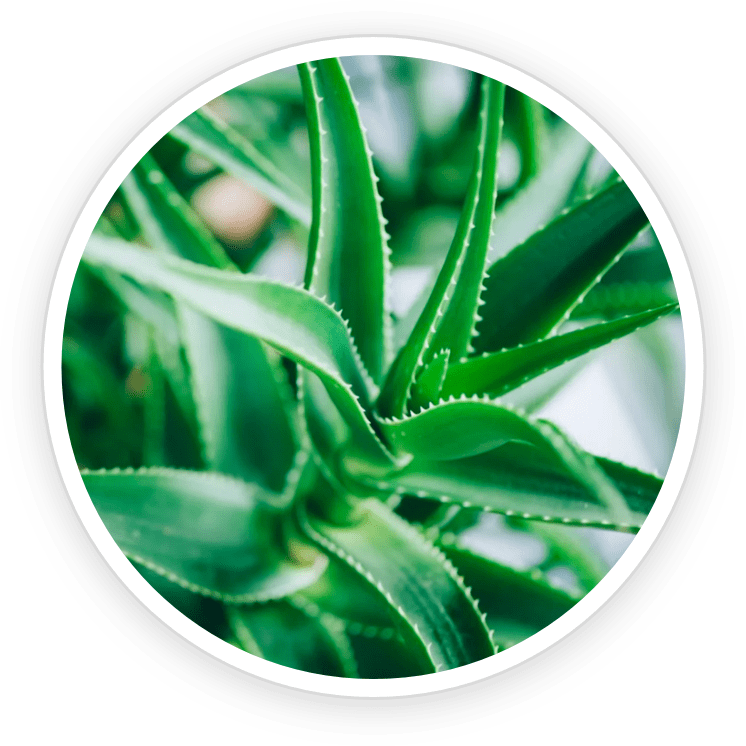 Aloe Vera GutOptim Ingredient